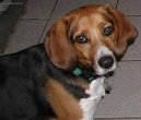 Psí plemena: Honiči, barváři a příbuzná plemena > Anglický foxhound (English Foxhound)