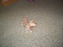Psí plemena: Retrívři, slídiči a vodní psi > Anglický kokršpaněl (English Cocker Spaniel)