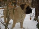 Psí plemena: Pinčové, knírači a molossoidní > Anglický mastif (English Mastiff)