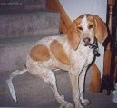 Psí plemena: Některá plemena neuznaná > Anglický mývalý lovecký pes (English Coonhound, Redtick Coonhound)