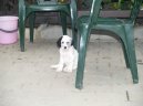 Psí plemena: Ohaři > Anglický setr (English setter)