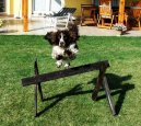 Psí plemena: Retrívři, slídiči a vodní psi > Anglický špringršpaněl (English Springer Spaniel)