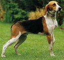 Psí plemena: Honiči, barváři a příbuzná plemena > Anglo-francouzský honič de Petite Venerie (Medium-sized Anglo-french Hound)