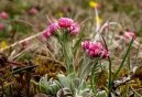 Pokojové rostliny: Skalničky > Kociánek dvoudomý (Antennaria dioica)