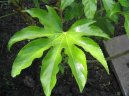 Pokojové rostliny: Zahradní stromky > Arálie, prodara japonská (Fatsia japonica)