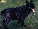Psí plemena: Pastýřská > Ardenský bouvier (Bouvier Des Ardennes)