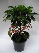 Pokojové rostliny: Rostliny s plody > Ardísie (Ardisia)