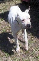 Psí plemena: Pinčové, knírači a molossoidní > Argentinská doga (Dogo Argentino)
