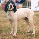 Psí plemena: Honiči, barváři a příbuzná plemena > Ariégeois (Ariege Hound)