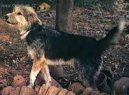 Psí plemena:  > Armant, Egyptský ovčák (Armant, Ermenti, Egyptian Sheepdog, Chin de Berger Egyptian)