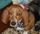 Psí plemena: Honiči, barváři a příbuzná plemena > Artésko-normandský basset (Basset artesien normand)