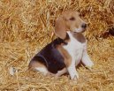 Psí plemena: Honiči, barváři a příbuzná plemena > Artoisský honič (Artois Hound)