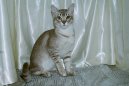 Kočky: Neuznaná plemena > Asian Tabby (Asian Tabby Cat)