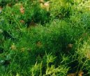 Pokojové rostliny: Polokeře > Asparágus (Asparagus Sprengeri.)