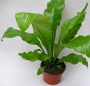 Pokojové rostliny: Kapradiny > Asplenium vlasové (Asplenium trichomanes)
