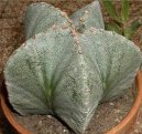 Pokojové rostliny: Nenáročné na pěstování > Astrophytum