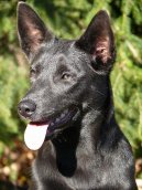 Psí plemena: Pastýřská > Australská kelpie (Australian Kelpie)