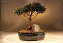 Pokojové rostliny: Náročné na pěstování > Australská třešeň (Eugenia Myriophylla)