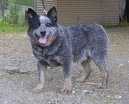 Psí plemena: Pastýřská > Australský honácký pes (Australian Cattledog)