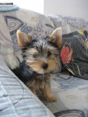 Psí plemena: Dekorativní > Australský silky teriér (Australian Silky Terrier)