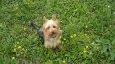 Psí plemena: Pastýřská > Australský teriér (Australian Terrier)