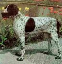 Psí plemena: Ohaři > Auvergneský ohař krátkosrstý (Auvergne pointer)