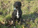 Psí plemena:  > Bandog (Bandogge)