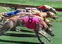 Psí plemena:  > Banjarský chrt, Bandžarský chrt (Banjara Greyhound)