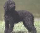 Psí plemena: Retrívři, slídiči a vodní psi > Barbet (Barbetб French Water Dog)