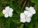 Pokojové rostliny:  > Barvínek růžový, katarantus (Catharanthus roseus)
