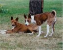 Psí plemena:  > Basenji