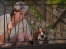 Psí plemena:  > Baset Hound (Basset Hound)