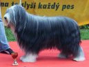 Psí plemena:  > Bearded kolie (Bearded Collie)