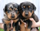 Psí plemena:  > Beauceron (Berger de Beauce, Bauce Shepherd)