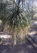 Pokojové rostliny:  > Beaukarnea, sloní noha (Beaucarnea recurvata)