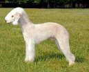 Psí plemena:  > Bedlington terier (Bedlington Terrier)