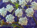Pokojové rostliny:  > Bedrník Obecný (Pimpinella saxifraga)