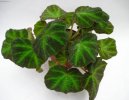 Pokojové rostliny: Polokeře > Begonie, kysaly (Begonia)