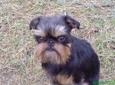 Psí plemena: Dekorativní > Belgický grifonek (Griffon belge, Belgian Griffon)