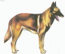 Belgický ovčák - Malinois