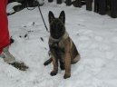 Psí plemena: Ovčáci a honáčtí psi > Belgický ovčák - Malinois (Chien de Berger Belge)