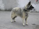 Psí plemena: Ovčáci a honáčtí psi > Belgický ovčák (Chien de Berger Belge)