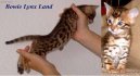 Kočky:  > Bengálská kočka, leopardí kočka (Bengal Cat)
