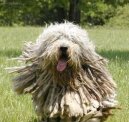 Psí plemena: Ovčáci a honáčtí psi > Bergamský ovčák (Bergamasco Shepherd Dog)