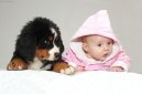 Psí plemena: Pinčové, knírači a molossoidní > Bernský salašnický pes (Berner Sennenhund)