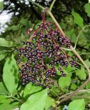 Pokojové rostliny:  > Bez Černý (Sambucus nigra)
