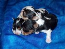Psí plemena: Dekorativní > Biewer Yorkshire terrier a la Pom Pon (Biewer Yorkies)