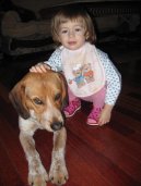 Psí plemena: Honiči, barváři a příbuzná plemena > Bígl-Harier (Beagle Harrier)