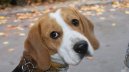 Psí plemena: Honiči, barváři a příbuzná plemena > Bígl (Beagle)