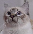 Kočky:  > Birmanská kočka, Birma (Burmese Cat)